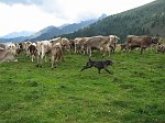 1° Convegno 'Il lupo nel Parco delle Orobie' - 5° Campionato Cani Pastore per Bovini 